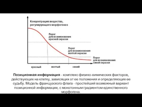 Позиционная информация - комплекс физико-химических факторов, действующих на клетку, зависящих от