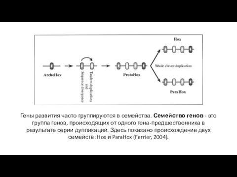 Гены развития часто группируются в семейства. Семейство генов - это группа