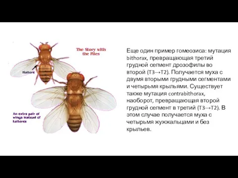 Еще один пример гомеозиса: мутация bithorax, превращающая третий грудной сегмент дрозофилы