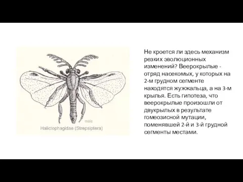 Не кроется ли здесь механизм резких эволюционных изменений? Веерокрылые - отряд