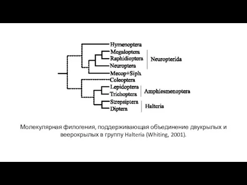 Молекулярная филогения, поддерживающая объединение двукрылых и веерокрылых в группу Halteria (Whiting, 2001).