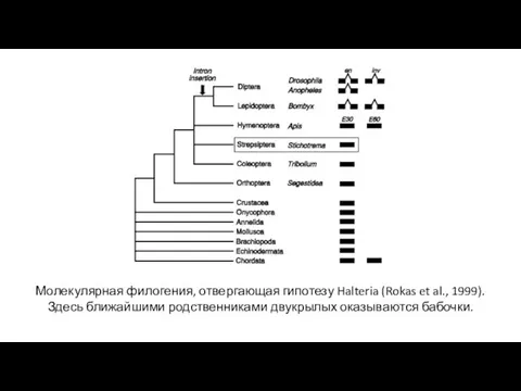 Молекулярная филогения, отвергающая гипотезу Halteria (Rokas et al., 1999). Здесь ближайшими родственниками двукрылых оказываются бабочки.