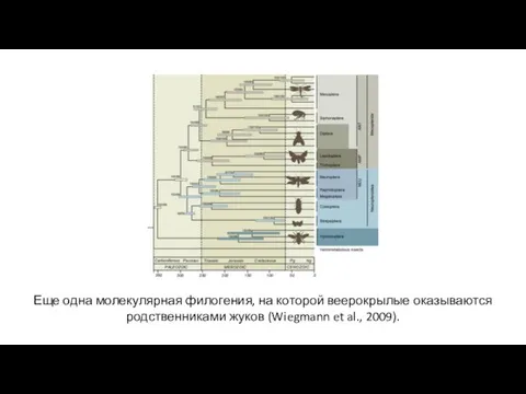 Еще одна молекулярная филогения, на которой веерокрылые оказываются родственниками жуков (Wiegmann et al., 2009).