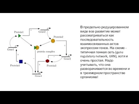 В предельно редуцированном виде все развитие может рассматриваться как последовательность взаимосвязанных