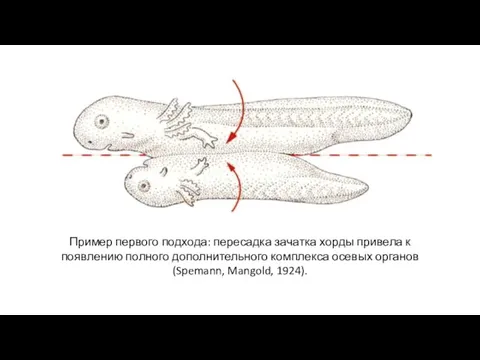 Пример первого подхода: пересадка зачатка хорды привела к появлению полного дополнительного