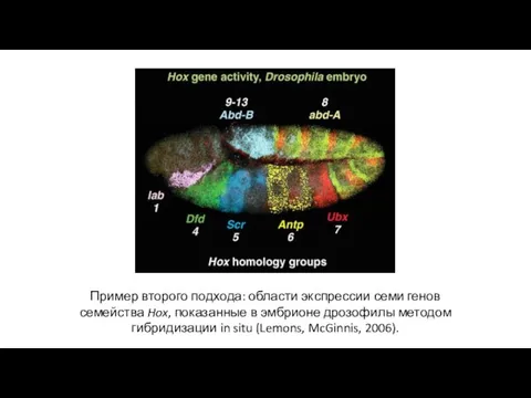Пример второго подхода: области экспрессии семи генов семейства Hox, показанные в