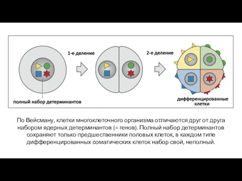 По Вейсману, клетки многоклеточного организма отличаются друг от друга набором ядерных