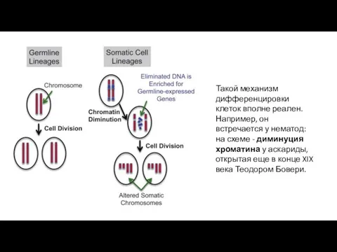 Такой механизм дифференцировки клеток вполне реален. Например, он встречается у нематод: