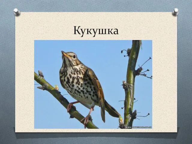 Кукушка