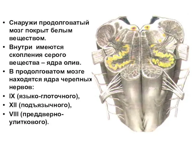 Снаружи продолговатый мозг покрыт белым веществом. Внутри имеются скопления серого вещества