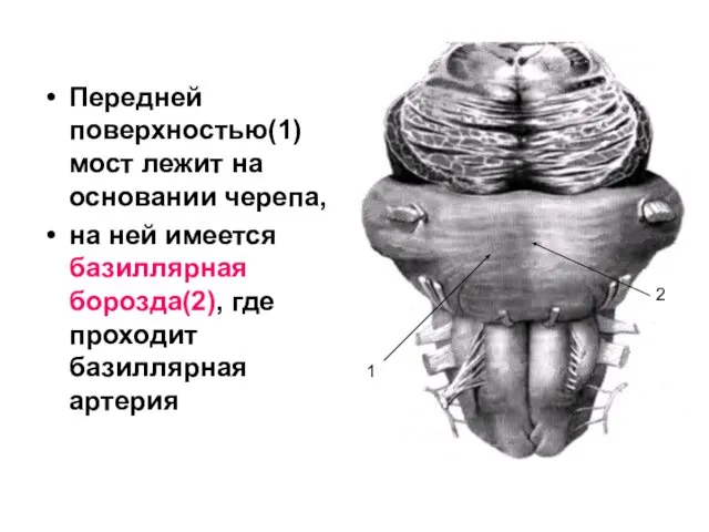 Передней поверхностью(1) мост лежит на основании черепа, на ней имеется базиллярная