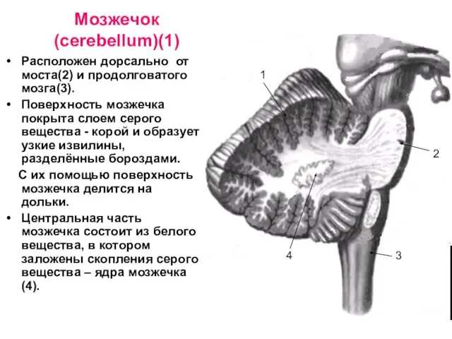 Мозжечок (cerebellum)(1) Расположен дорсально от моста(2) и продолговатого мозга(3). Поверхность мозжечка