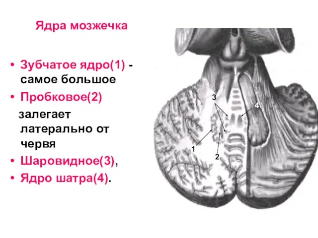 Ядра мозжечка Зубчатое ядро(1) - самое большое Пробковое(2) залегает латерально от