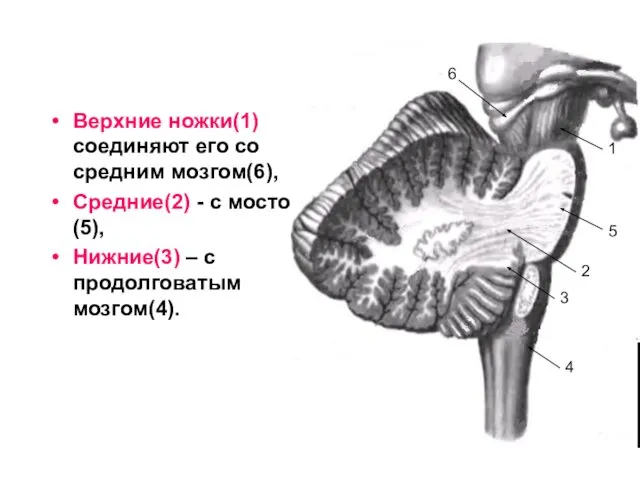 Верхние ножки(1) соединяют его со средним мозгом(6), Средние(2) - с мостом(5),