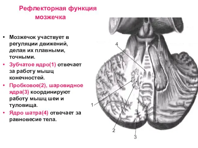 Рефлекторная функция мозжечка Мозжечок участвует в регуляции движений, делая их плавными,