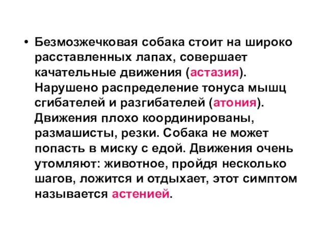 Безмозжечковая собака стоит на широко расставленных лапах, совершает качательные движения (астазия).