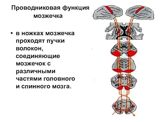 Проводниковая функция мозжечка в ножках мозжечка проходят пучки волокон, соединяющие мозжечок