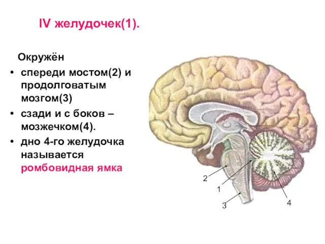 IV желудочек(1). Окружён спереди мостом(2) и продолговатым мозгом(3) сзади и с