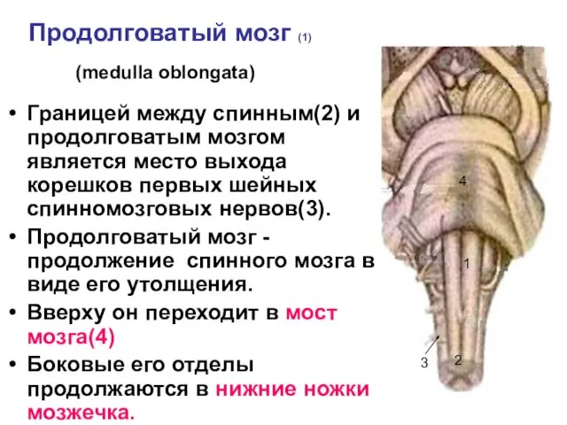 Продолговатый мозг (1) (medulla oblongata) Границей между спинным(2) и продолговатым мозгом