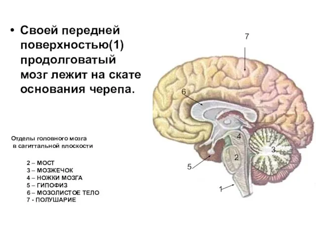 Своей передней поверхностью(1) продолговатый мозг лежит на скате основания черепа. 1