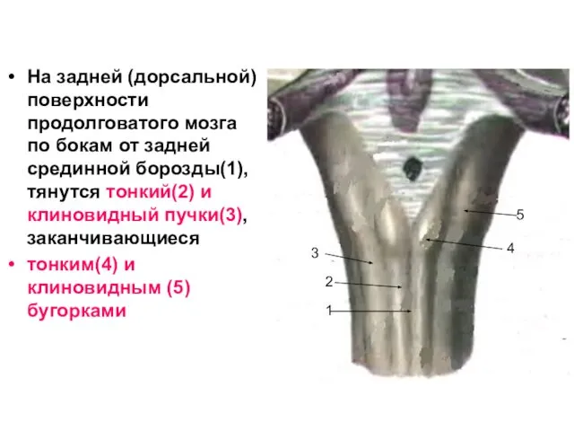 На задней (дорсальной) поверхности продолговатого мозга по бокам от задней срединной