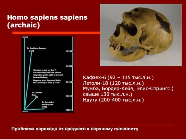 Homo sapiens sapiens (archaic) Кафзех-6 (92 – 115 тыс.л.н.) Летоли-18 (120