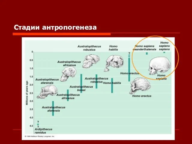 Стадии антропогенеза