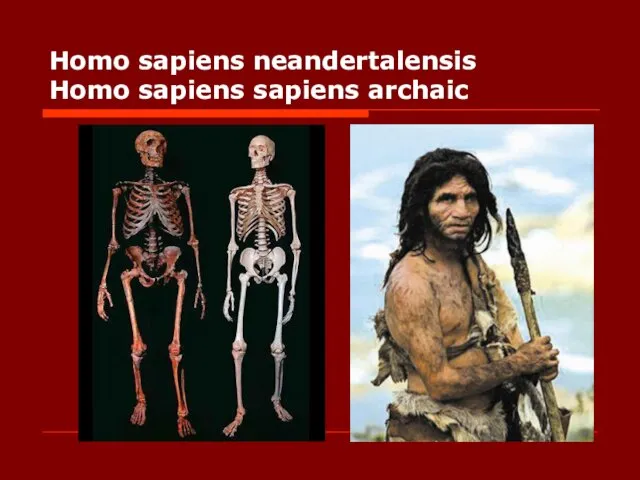 Homo sapiens neandertalensis Homo sapiens sapiens archaic