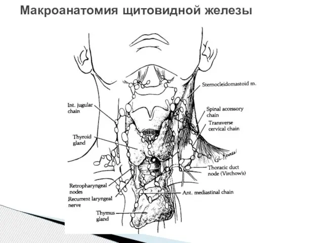 Макроанатомия щитовидной железы