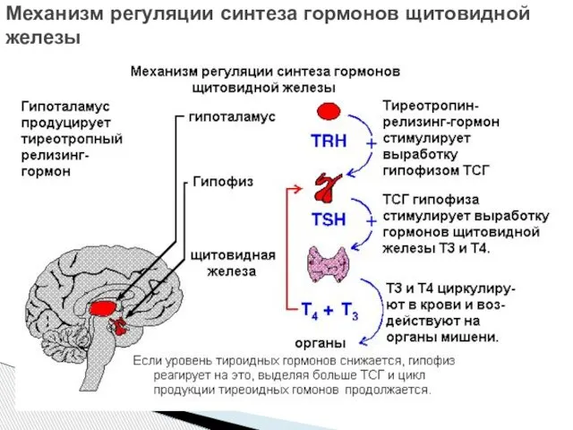 Механизм регуляции синтеза гормонов щитовидной железы