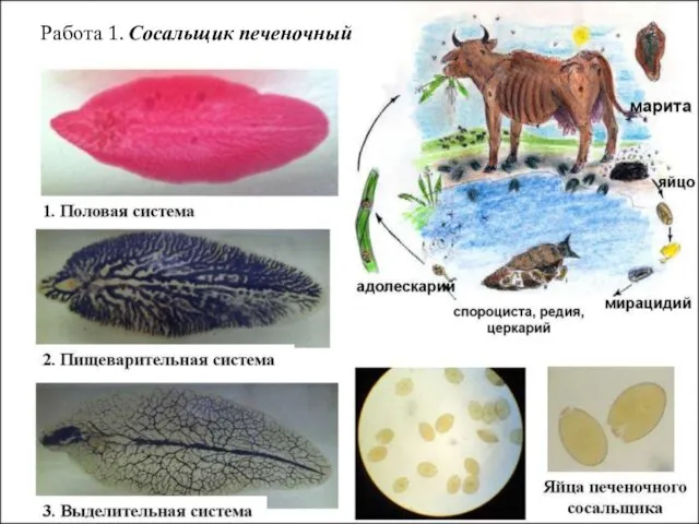 Работа 1. Сосальщик печеночный