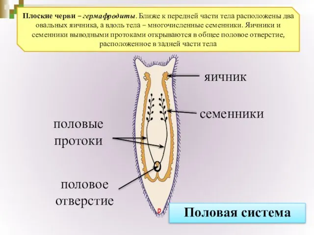 половые протоки семенники яичник половое отверстие Половая система Плоские черви –