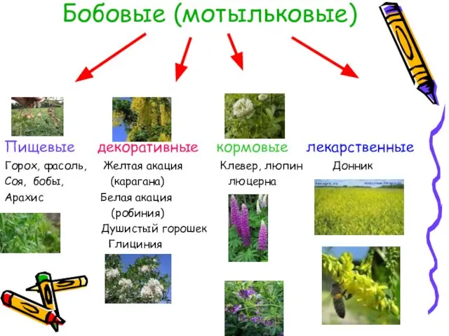 Бобовые (мотыльковые) Пищевые декоративные кормовые лекарственные Горох, фасоль, Желтая акация Клевер,