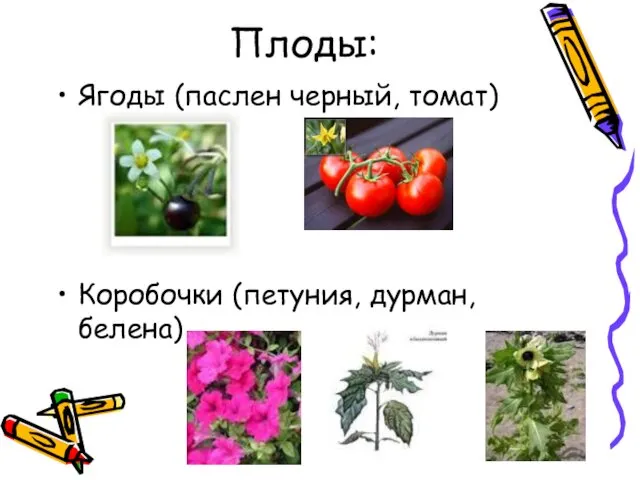 Плоды: Ягоды (паслен черный, томат) Коробочки (петуния, дурман, белена)