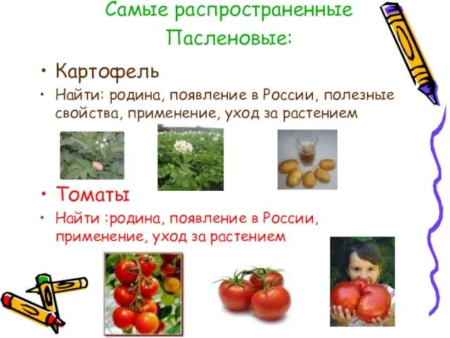 Самые распространенные Пасленовые: Картофель Найти: родина, появление в России, полезные свойства,