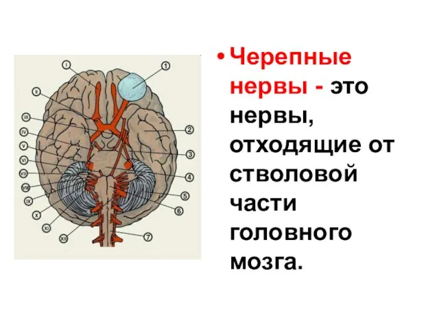 Черепные нервы - это нервы, отходящие от стволовой части головного мозга.