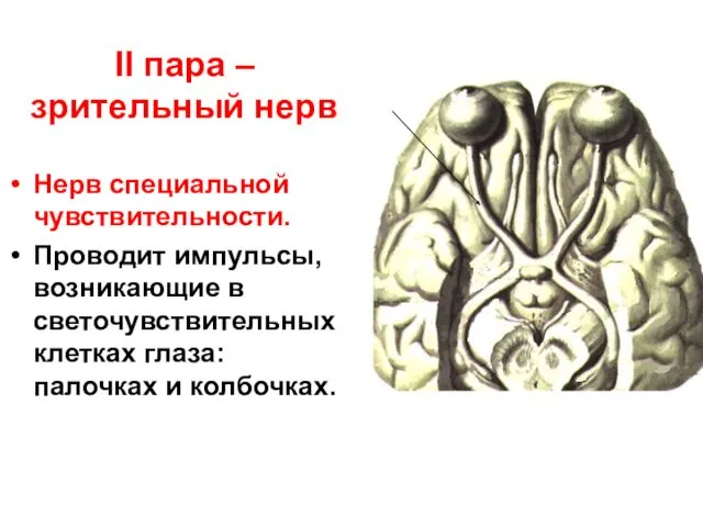 II пара – зрительный нерв Нерв специальной чувствительности. Проводит импульсы, возникающие