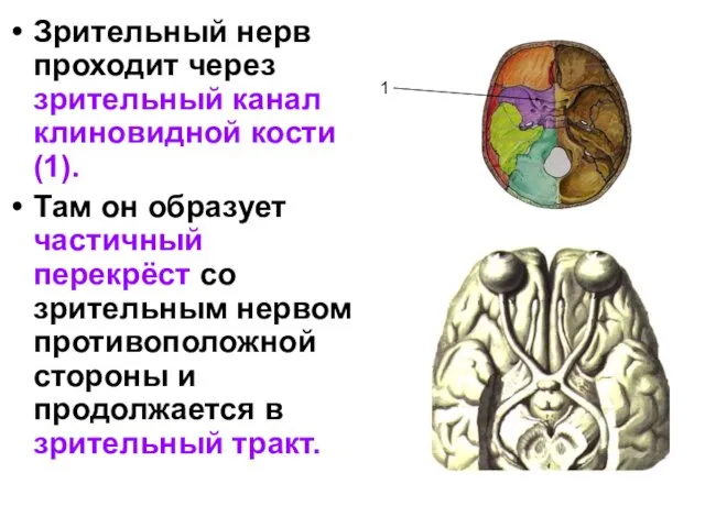 Зрительный нерв проходит через зрительный канал клиновидной кости(1). Там он образует