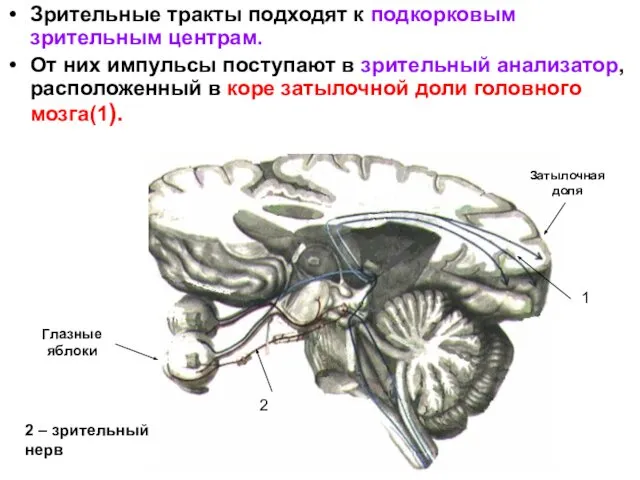 Зрительные тракты подходят к подкорковым зрительным центрам. От них импульсы поступают