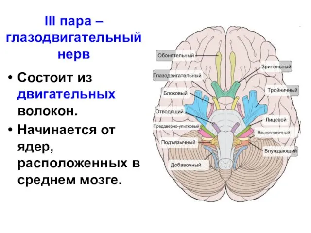 III пара – глазодвигательный нерв Состоит из двигательных волокон. Начинается от ядер, расположенных в среднем мозге.