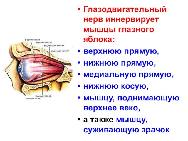 Глазодвигательный нерв иннервирует мышцы глазного яблока: верхнюю прямую, нижнюю прямую, медиальную