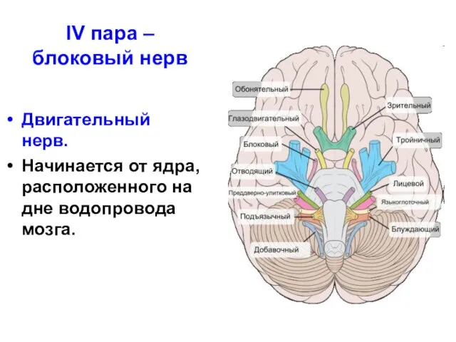 IV пара – блоковый нерв Двигательный нерв. Начинается от ядра, расположенного на дне водопровода мозга.