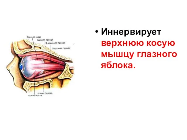 Иннервирует верхнюю косую мышцу глазного яблока.