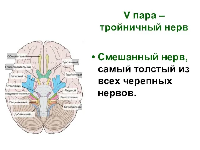 V пара – тройничный нерв Cмешанный нерв, самый толстый из всех черепных нервов.