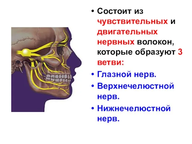 Состоит из чувствительных и двигательных нервных волокон, которые образуют 3 ветви: