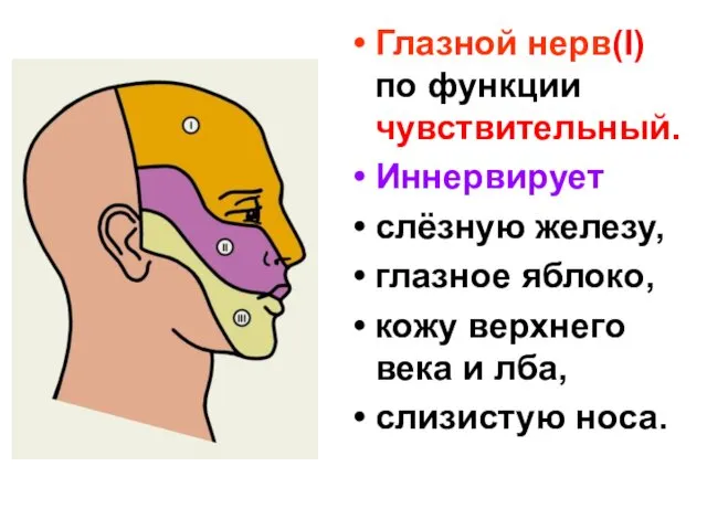 Глазной нерв(I) по функции чувствительный. Иннервирует слёзную железу, глазное яблоко, кожу