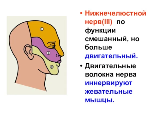 Нижнечелюстной нерв(III) по функции смешанный, но больше двигательный. Двигательные волокна нерва иннервируют жевательные мышцы.