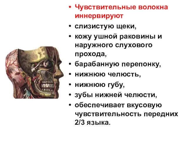 Чувствительные волокна иннервируют слизистую щеки, кожу ушной раковины и наружного слухового