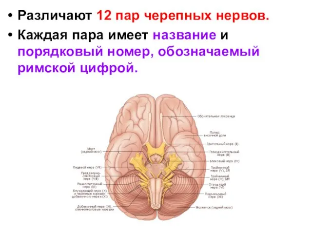 Различают 12 пар черепных нервов. Каждая пара имеет название и порядковый номер, обозначаемый римской цифрой.