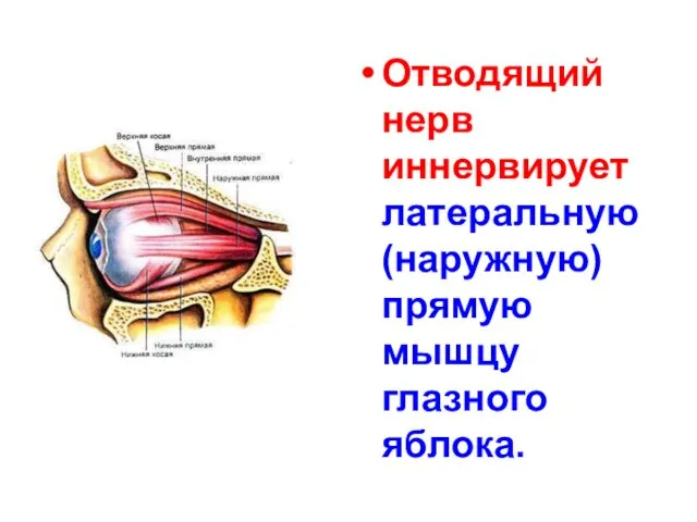 Отводящий нерв иннервирует латеральную (наружную) прямую мышцу глазного яблока.